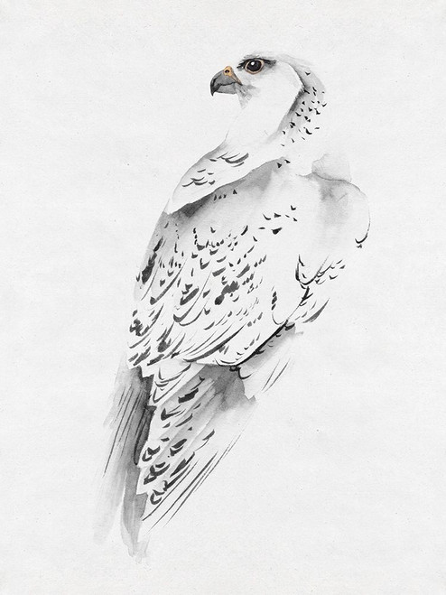 Gyrfalcon I Poster Print - Melissa Wang