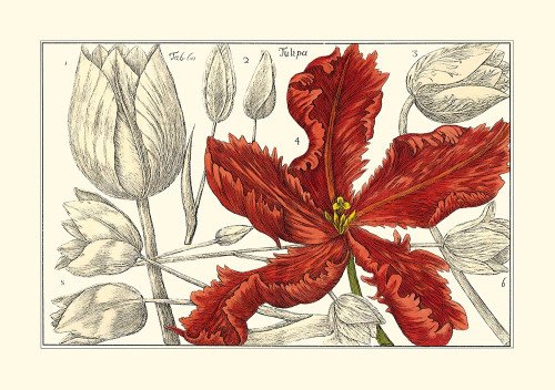 Embellished Arena Botanical III Poster Print - Arena