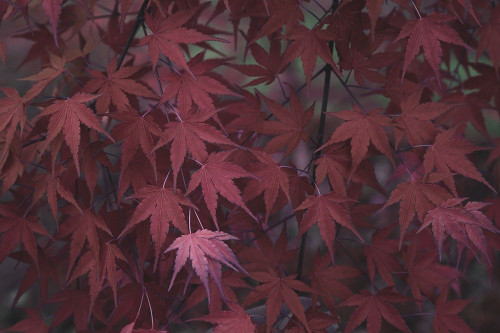 Natures Textures V Poster Print - Renee W. Stramel