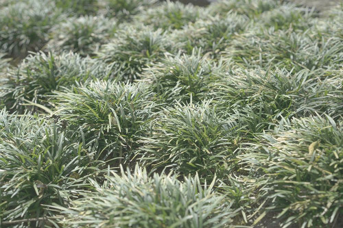 Natures Textures III Poster Print - Renee W. Stramel