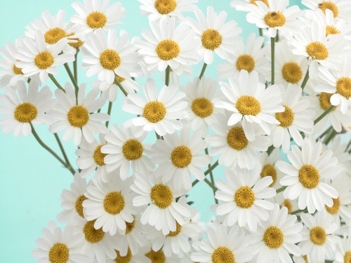 Daisy Love III Poster Print - Judy Stalus