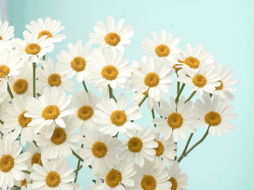 Daisy Love II Poster Print - Judy Stalus