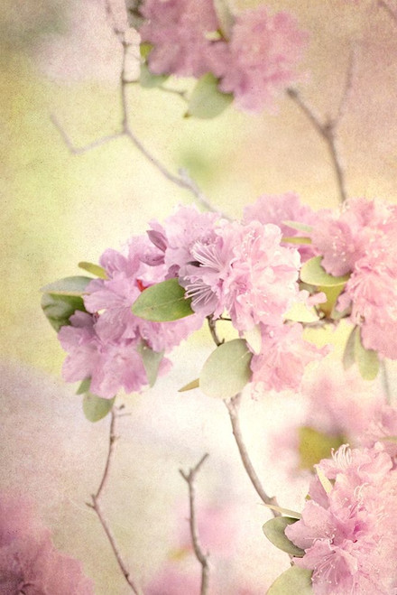 Reaching for the Sky I Poster Print - Judy Stalus