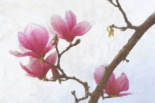 Painted Magnolias I Poster Print - Chris Vest