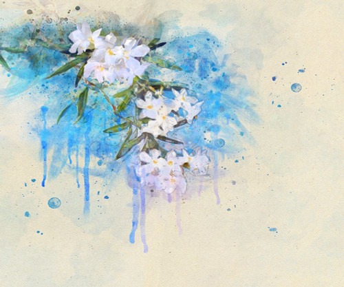 White Blossoms Poster Print - Chris Vest