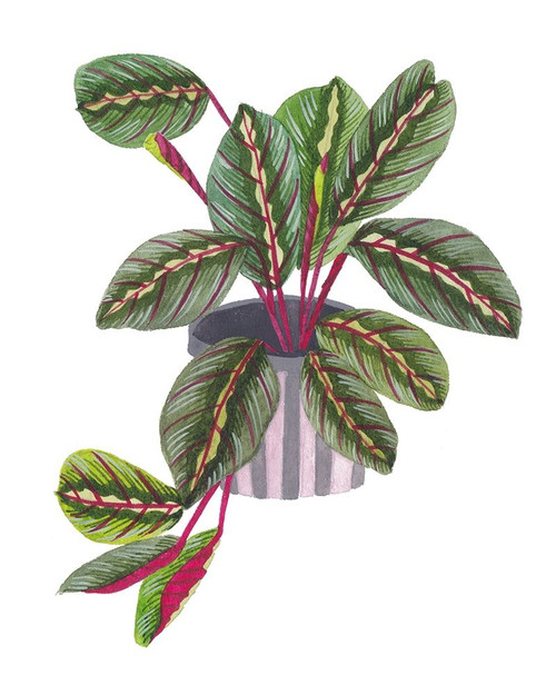 Prayer Plant II Poster Print - Melissa Wang
