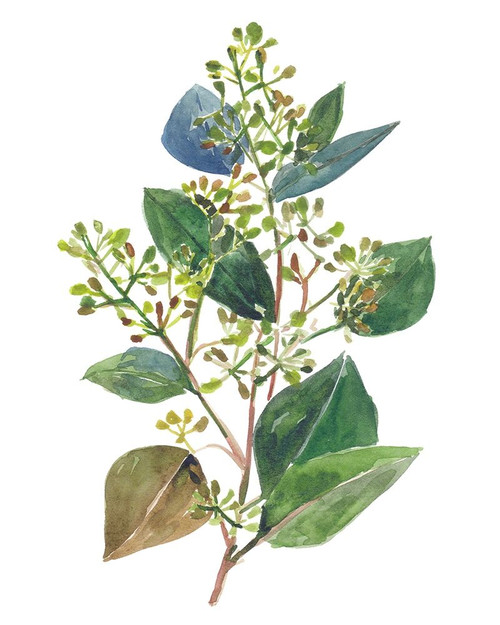 Seeded Eucalyptus II Poster Print - Melissa Wang