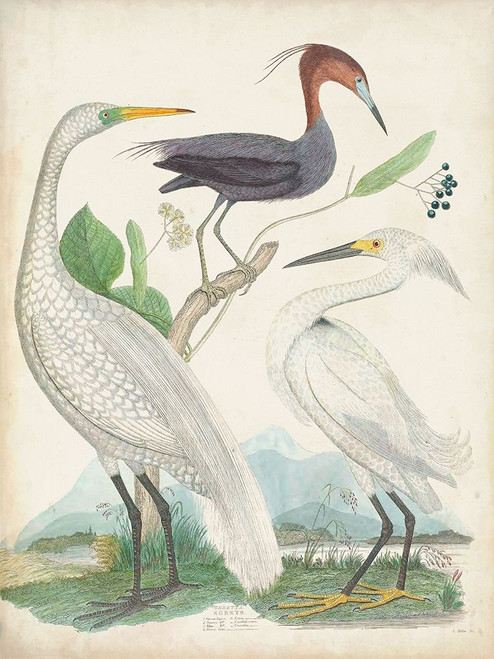 Antique Heron and Waterbirds III Poster Print - Unknown