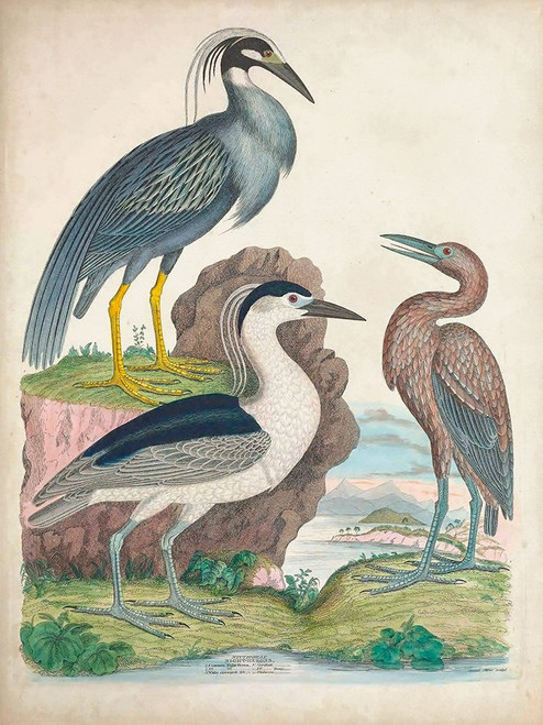 Antique Heron and Waterbirds I Poster Print - Unknown