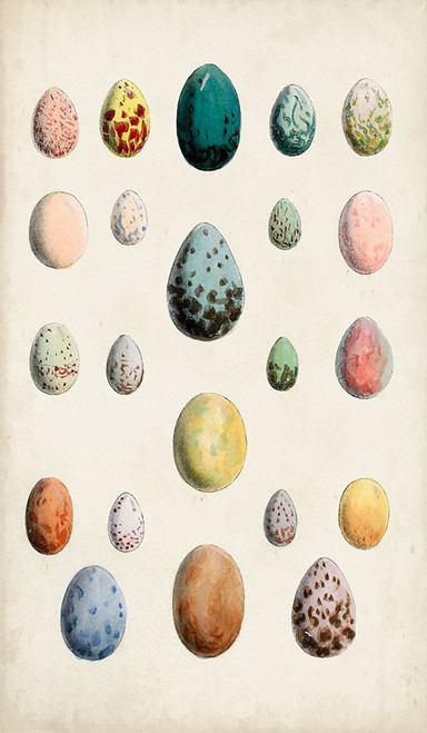 Antique Bird Eggs II Poster Print - Unknown
