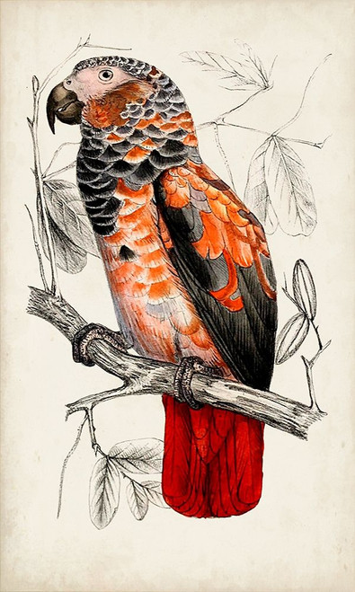 Antique Parrot Pair II Poster Print - Unknown