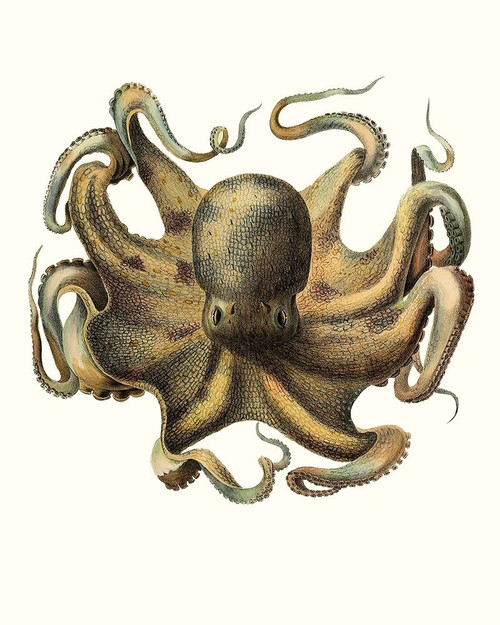 Antique Octopus Collection VII Poster Print - Unknown