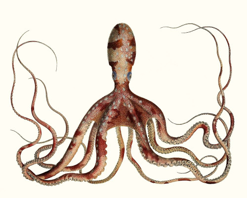 Antique Octopus Collection II Poster Print - Unknown
