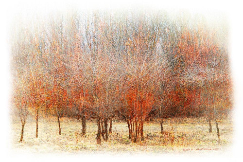 Row of Red Trees Poster Print - Chris Vest