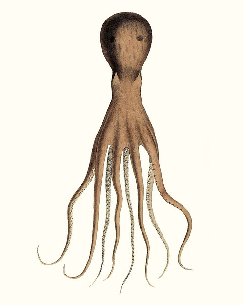 Antique Octopus Collection III Poster Print - Unknown