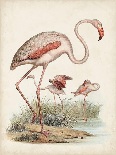 Antique Waterbirds IV Poster Print - Unknown