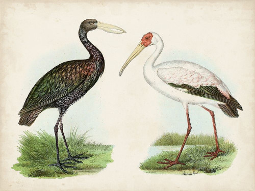 Antique Waterbirds I Poster Print - Unknown