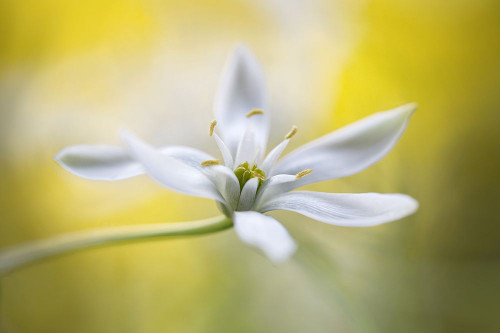 Ornithogalum Poster Print - Mandy Disher