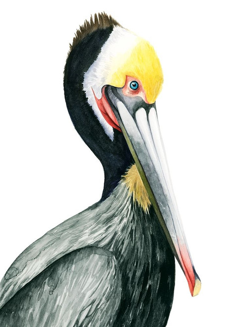 Watercolor Pelican I Poster Print - Grace Popp
