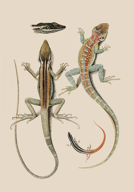 Antique Lizards II Poster Print - Unknown