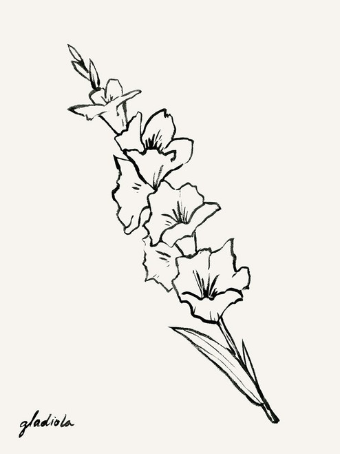 Gladiola Sketch I Poster Print - Grace Popp