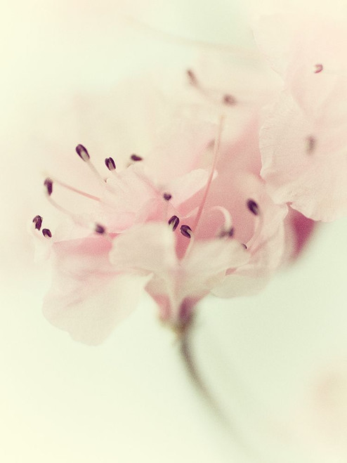 Flowers Aglow V Poster Print - Judy Stalus