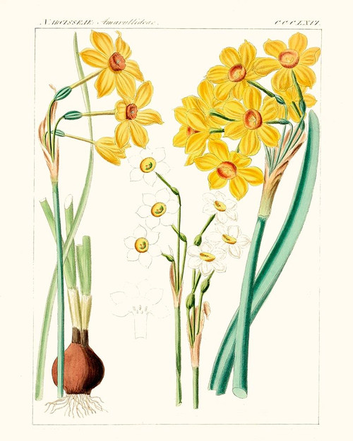 Bright Botanicals III Poster Print - Unknown