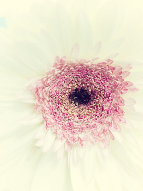 Flowers Aglow II Poster Print - Judy Stalus