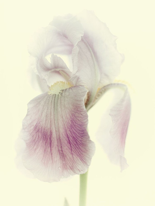 Flowers Aglow I Poster Print - Judy Stalus