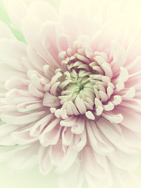 Flowers Aglow IV Poster Print - Judy Stalus
