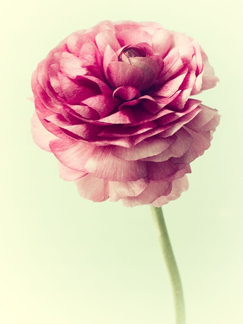 Lush Botanical II Poster Print - Judy Stalus