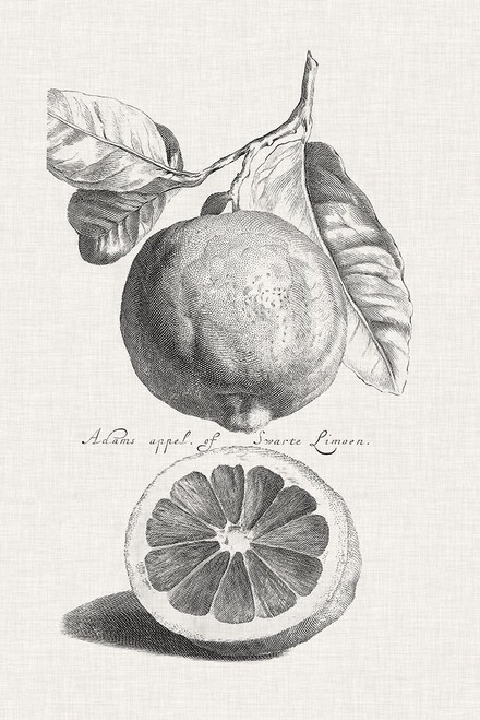 Antique Lemons and Oranges IV Poster Print - Unknown