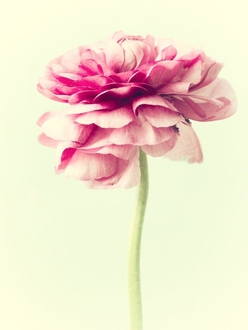 Lush Botanical I Poster Print - Judy Stalus