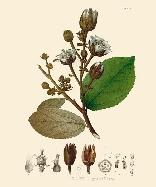 Luscious Leaves III Poster Print - Unknown