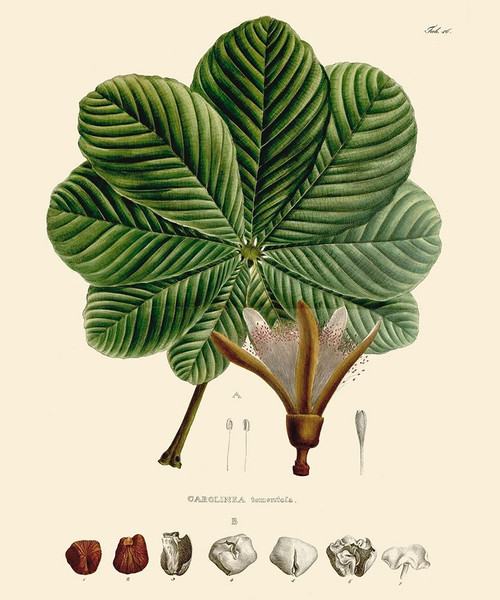 Luscious Leaves I Poster Print - Unknown