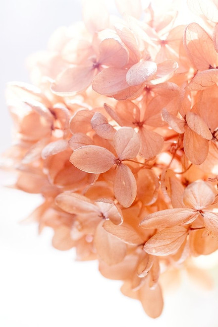 Sunny Morning I Poster Print - Judy Stalus