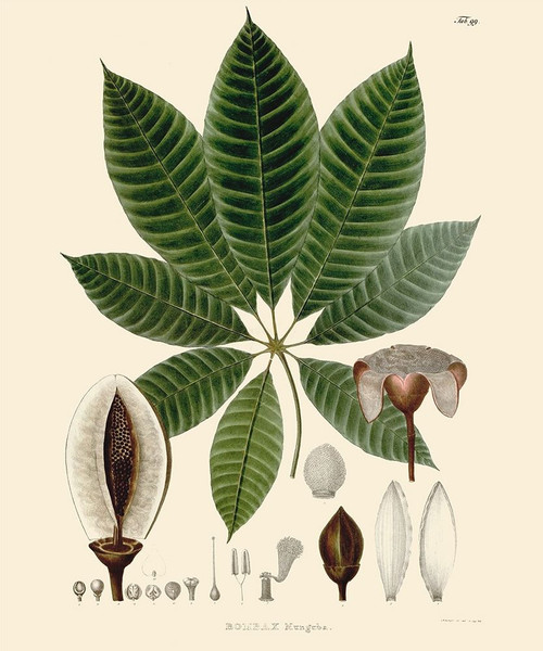 Luscious Leaves IV Poster Print - Unknown