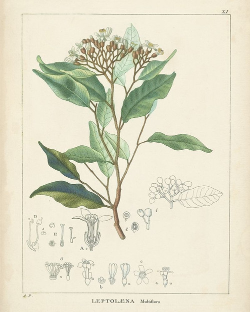 Vintage Verdure IV Poster Print - Unknown