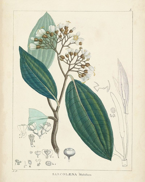 Vintage Verdure I Poster Print - Unknown