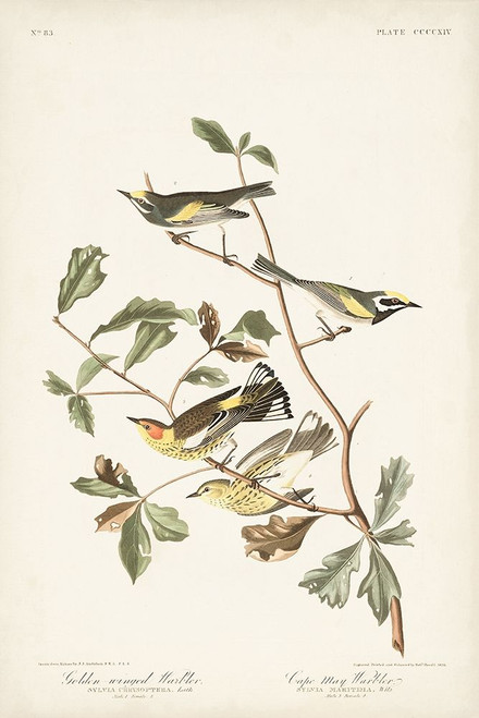 Pl. 414 Golden-winged Warbler Poster Print - John James Audubon