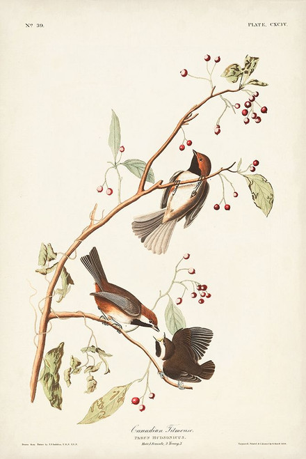 Pl. 194 Canadian Titmouse Poster Print - John James Audubon