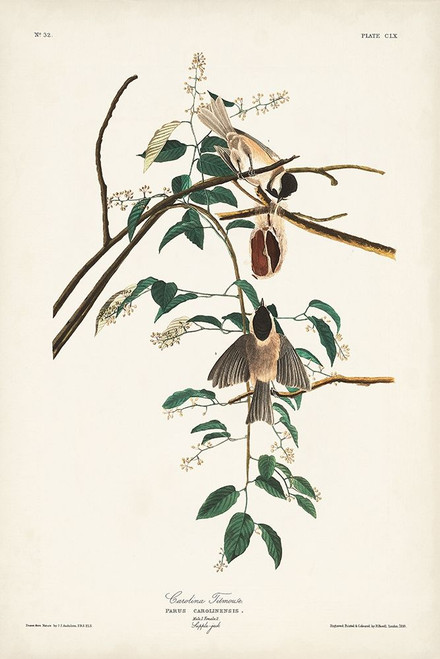 Pl. 160 Carolina Titmouse Poster Print - John James Audubon