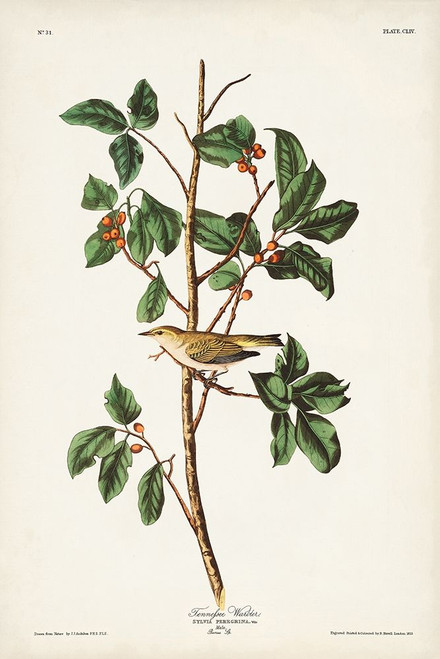 Pl. 154 Tennessee Warbler Poster Print - John James Audubon