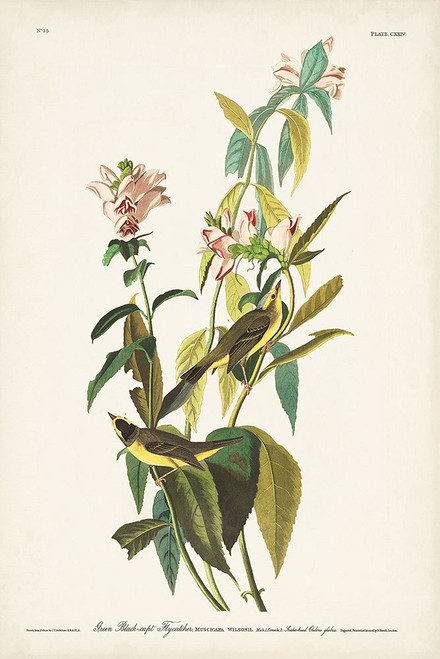 Pl. 124 Green Black-capt Flycatcher Poster Print - John James Audubon