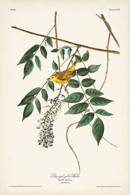 Pl. 95 Blue-eyed Yellow Warbler Poster Print - John James Audubon