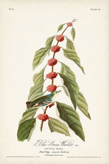 Pl. 49 Blue- Green Warbler Poster Print - John James Audubon