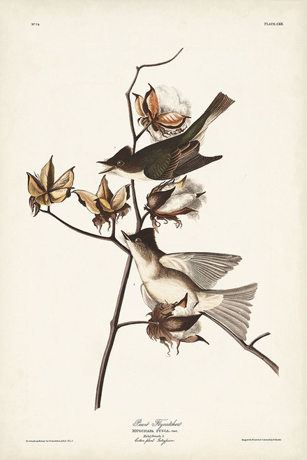 Pl. 120 Pewit Flycatcher Poster Print - John James Audubon