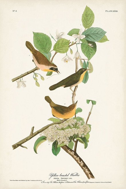 Pl. 23 Yellow-breasted Warbler Poster Print - John James Audubon