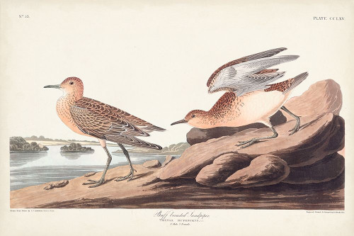 Pl. 265 Buff-breasted Sandpiper Poster Print - John James Audubon