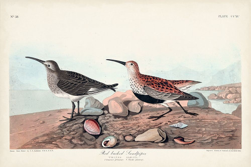 Pl. 290 Red-backed Sandpiper Poster Print - John James Audubon
